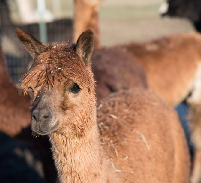 ALPACA LOVE