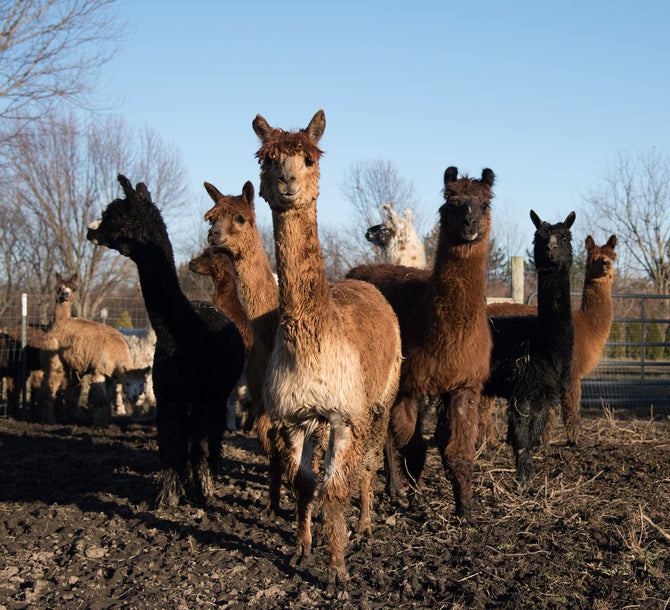 WHY ALPACA?